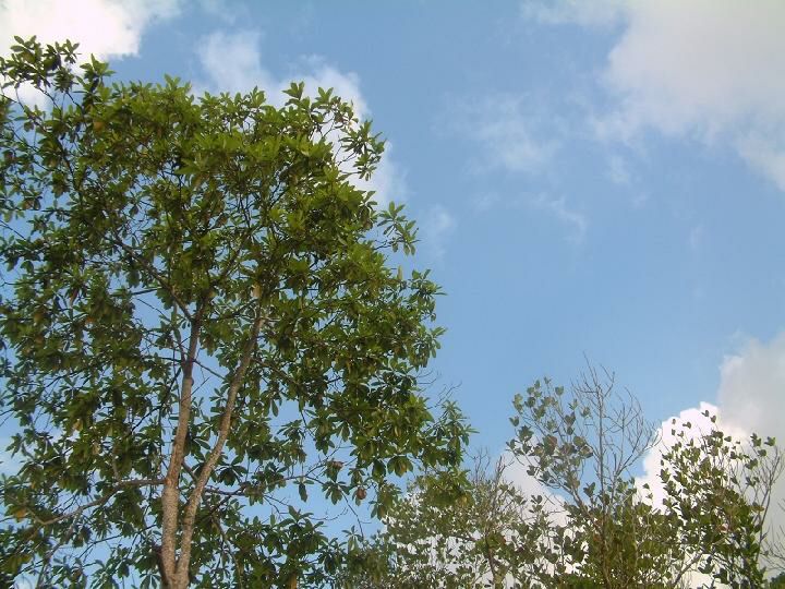 Baum gen Himmel.jpg